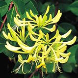 Honeysuckle