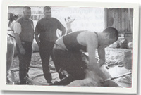 Aled Wyn Jones yn cneifio