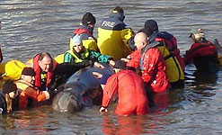 Rescuers try to help the stranded Whale in the Thames.