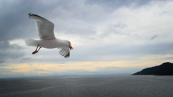 Seagull over the sea