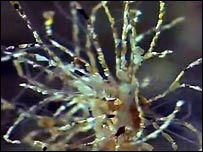 sand mason worms at work