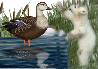 خرس و مرغابی