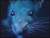 Rat close-up