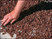 د آبادۍ غږ: دمميزو ساتنه