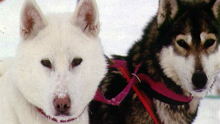Husky dogs © BBC FINLAND KEMI