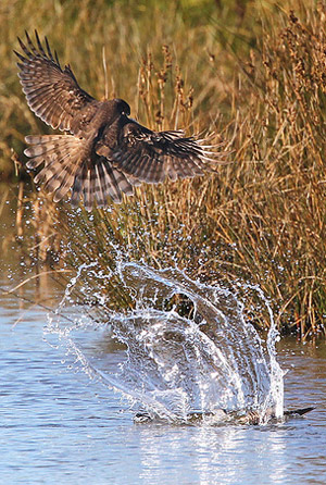 Sparrowhawk chasing a greenshank by Moses Davies