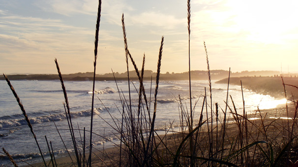 Grasses silhouetted against the waves at Carnoustie