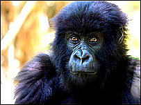 Gorila