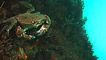 A velvet swimming crab by Mark Burton