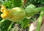 A female squash flower