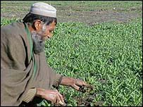 پاکستان میں سی ایف سی ہیروئن کے ہمراہ سمگل ہو کر آرہی ہے۔