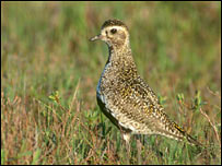 Golden plover (photo: RSPB)