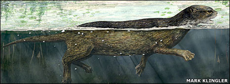 Рисунок ископаемого тюленя