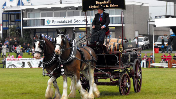 Heavy Horse turnouts.