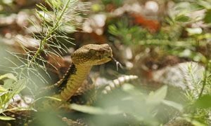 A Life In Cold Blood: A timber rattlesnake (crotalus horridus horridus)