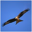Red Kite c/o RSPB Images/Gomersall