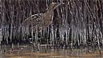 Bittern. Photo: Moses Davies