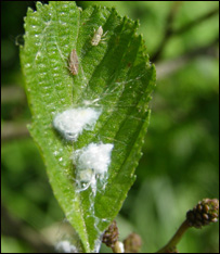 آفت پخته گگ در سيب 