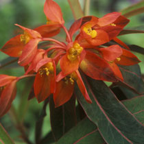 Euphorbia 'Dixter'