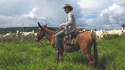 Cowboys at work on the Altamira cattle ranch