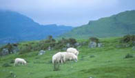 Countryside scene with rooling hills and a folk of sheep