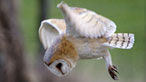 Barn owl