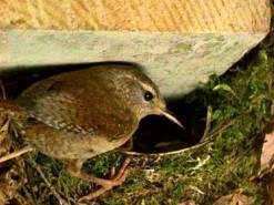 A Wren