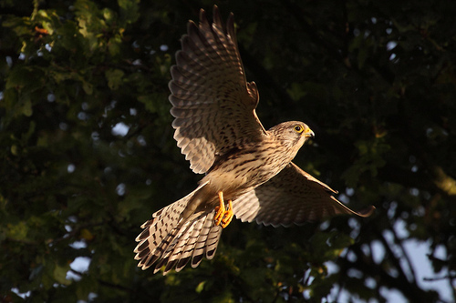 Kestrel by Greg Morgan
