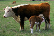 Herefordshire cow and her calf
