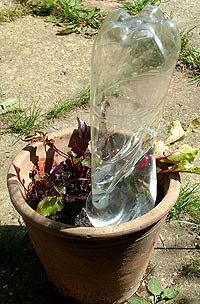 A pop bottle being used to slowly water a plant in a pot.