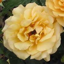 Rose 'Amber Queen'