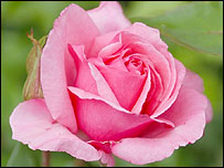Pink Rose