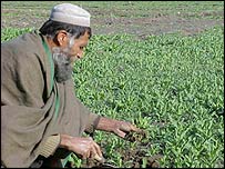 Afghánský farmář na poli s mákem