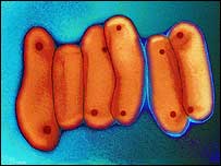 bactéria da tuberculose