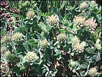 Long-headed clover (Pic:Peter Wakely)