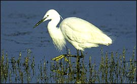 Little egret wading 