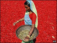 ایک خاتون مرچوں کے کھیت میں کام کرتے ہوئے