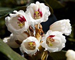 Rhododendron yakushianum