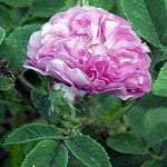 Old Spanish Rose
