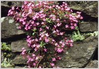 Dry stone wall with flowers