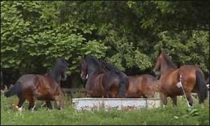 Wadworth Shire horses