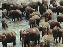 Elefantes indianos