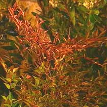 Nandina domestica
