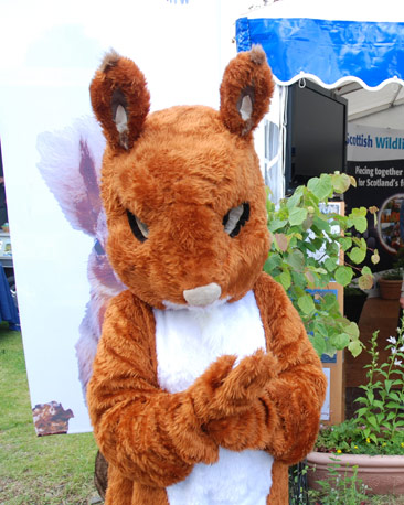 Who would mess with this native red squirrel?