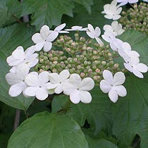 viburnum lantana