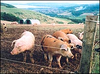Exmoor pigs