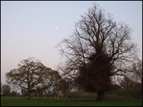 Sycamore near Shawbury (photo Linda Johnson)