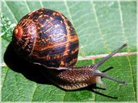 Snail