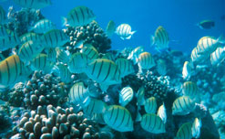 Global fish and seafood stocks may collapse by 2048