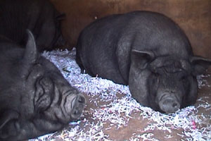 Mike revisits a local squat where they've recently got some pigs